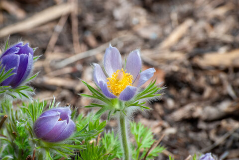 Purple pasqueflower (Pulsatilla patens) with yellow center and fuzzy stems blooming in early spring.