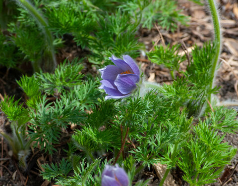 Purple pasqueflower (Pulsatilla patens) with yellow center and fuzzy stems blooming in early spring.