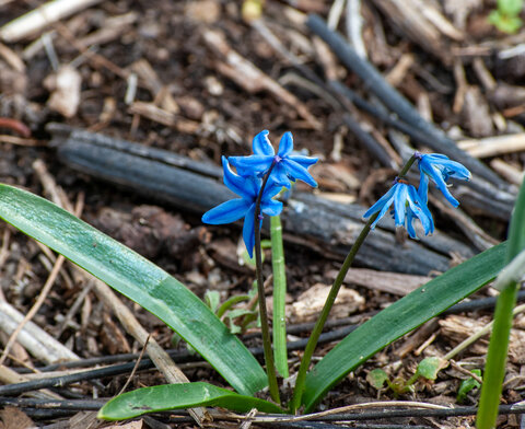 Close-up of a bright blue Siberian squill (Scilla siberica) flowers blooming close to the ground in early spring.
