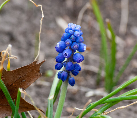 Close-up of blue grape hyacinth (Muscari botryoides) flowers blooming in early spring with green foliage and soil background.