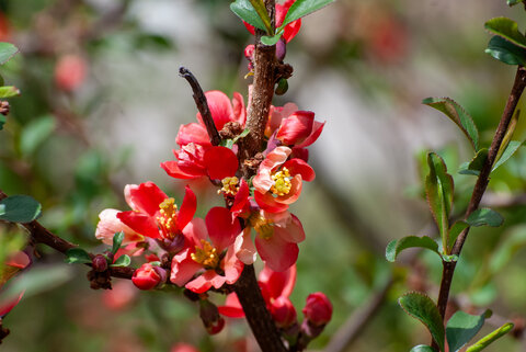 Bright red flowering quince (Chaenomeles speciosa) blossoms emerging along woody stems in early spring.