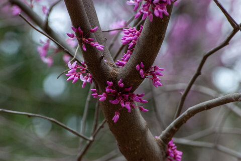 Bright pink Eastern Redbud(Cercis canadensis) flowers emerging directly from branches in early spring.