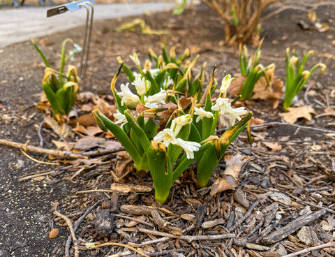 White hyacinth (Hyacinthus orientalis) flowers emerging among green foliage in early spring.