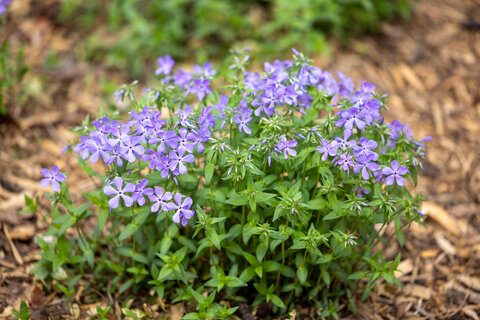 Cluster of vibrant purple flowers blooming in a garden with mulch-covered ground.