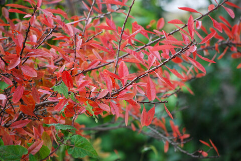 Vibrant red leaves on thin branches against a blurred green background.