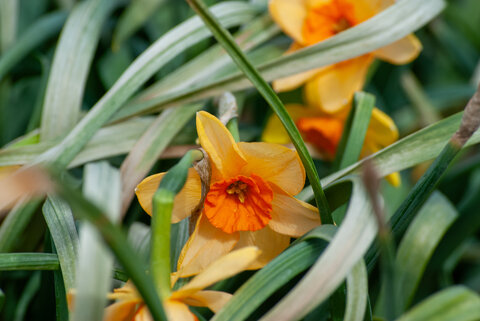 Yellow daffodil (Narcissus spp.) with orange trumpet blooming among green foliage in early spring.