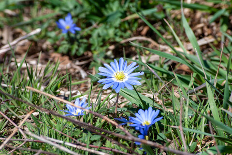 Blue Greek anemone flower with yellow center blooming in early spring