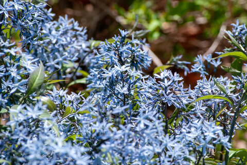 Blue flowers blooming among green leaves in sunlight.