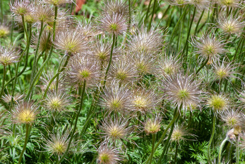 Fluffy, wispy seed heads of prairie plants in green grass.