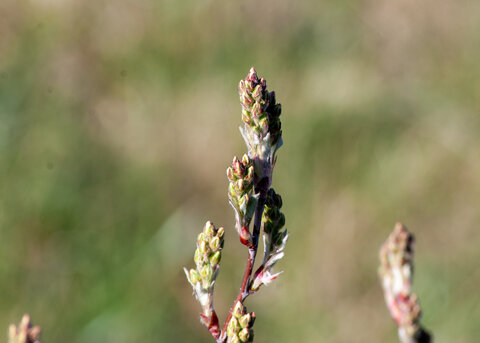 Close-up of developing flower buds on ‘Regent’ Saskatoon serviceberry in early spring.