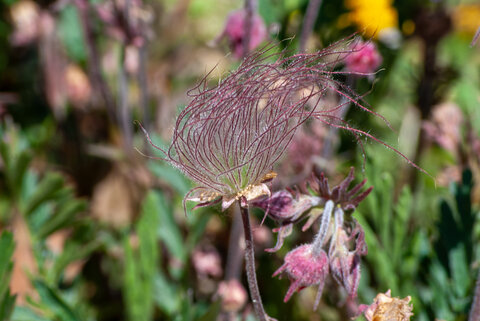Feathery seed head of a wildflower with vibrant green leaves and pink buds in sunlight.