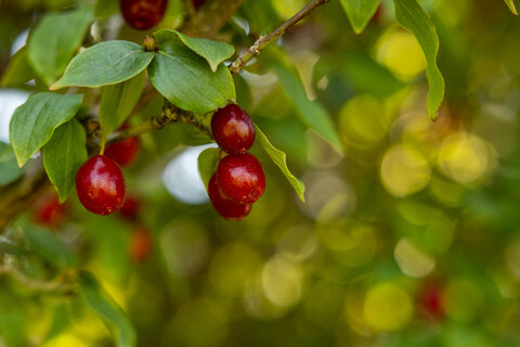 Red fruits hanging from branches with green leaves, blurred background with bright bokeh.