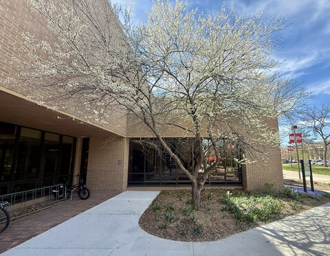 Blooming tree with white flowers near a brick building under a blue sky.
