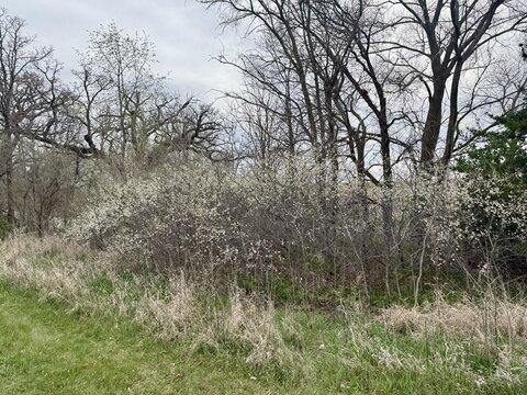 Leafless trees and shrubs with white flowers beside a grassy field under overcast skies.