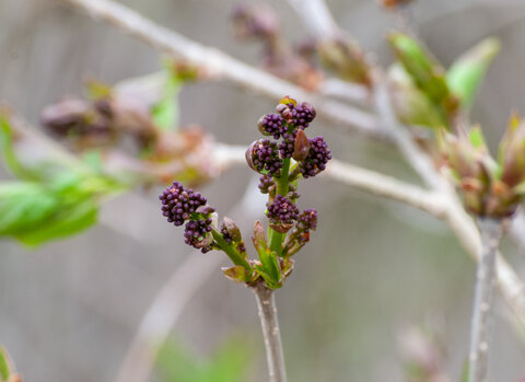 Budding branch with purple clusters and fresh green leaves.