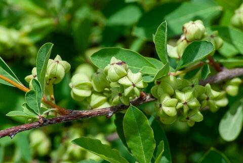 Green berries and leaves on a tree branch under sunlight.