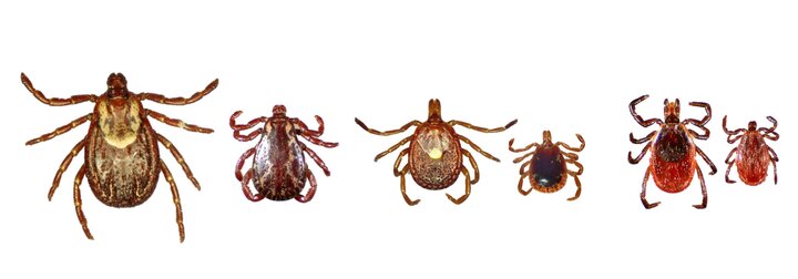 Species of Ticks