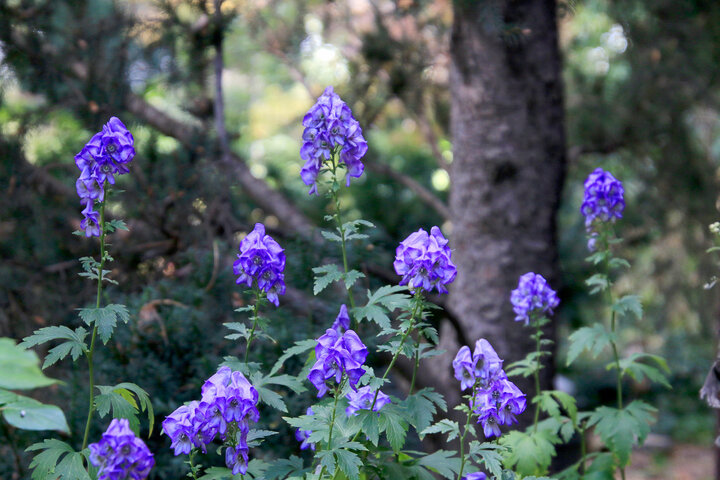Aconitum carmichaelii