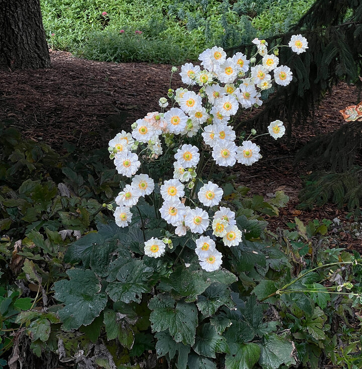 Anemone tomentosa, A. japonica, A. x hybrida
