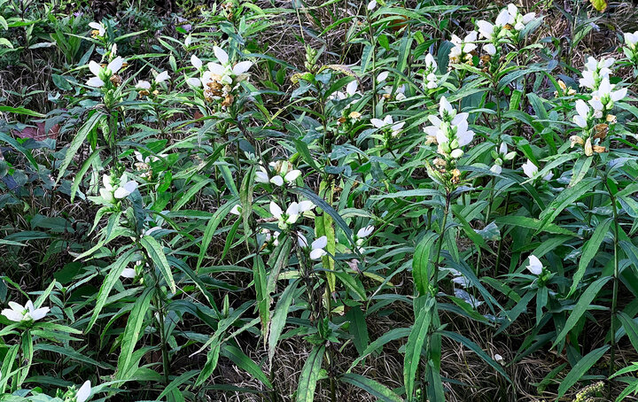 Chelone glabra, C. lyonii