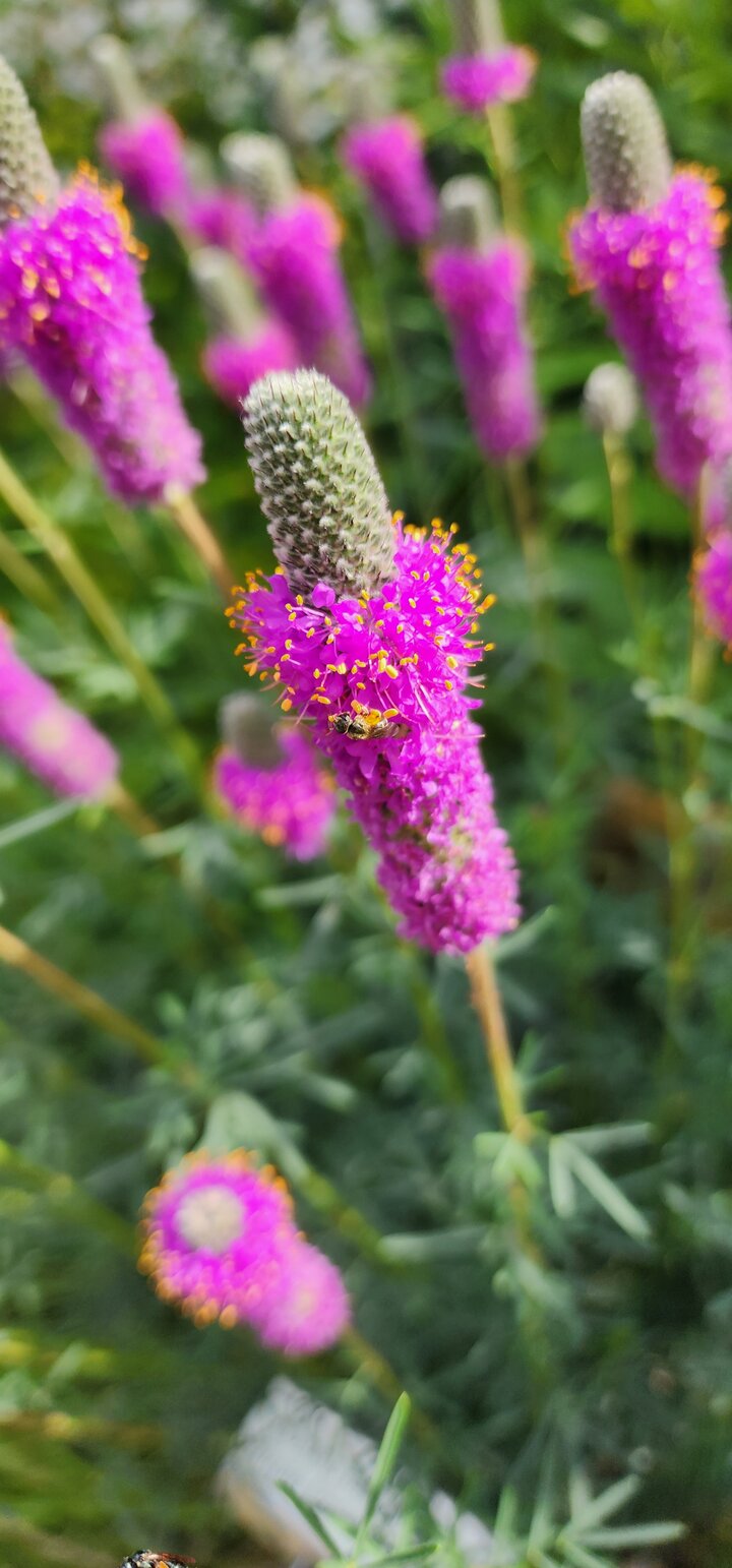 Prairie