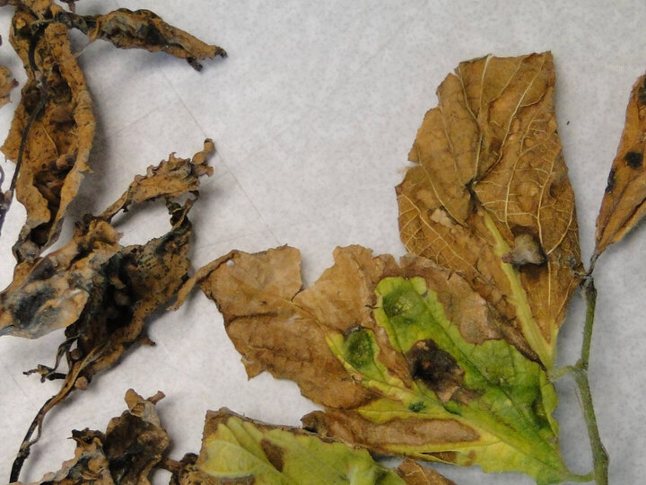 hackberry herbicide injury