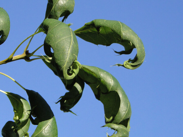 herbicide red oak crop