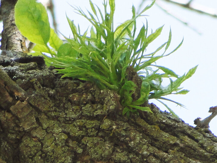 Cluster of Stunted Ash Shoots