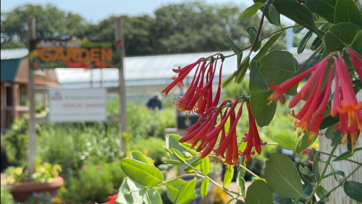 Trumpet Vine Flower with Backyard Farmer Sign