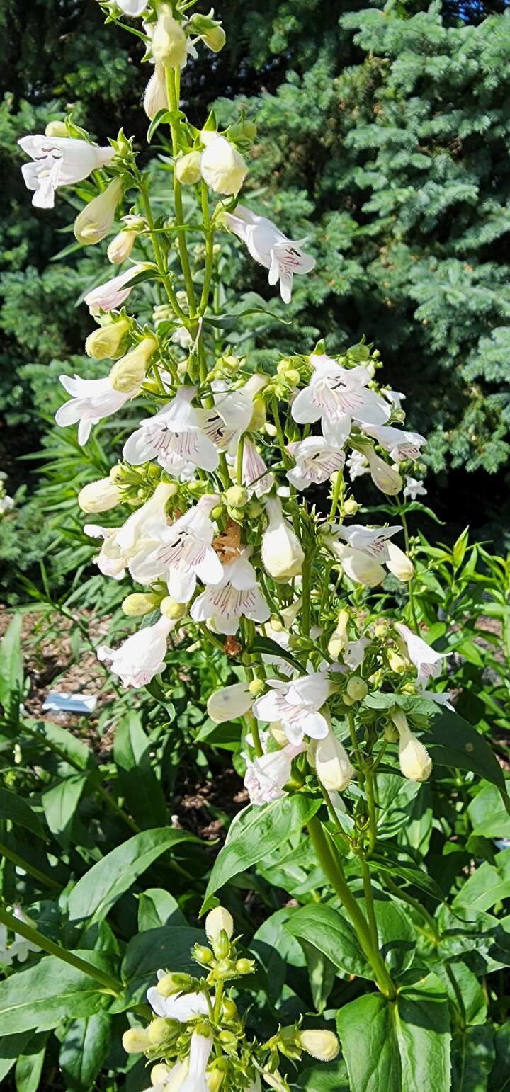 Foxglove