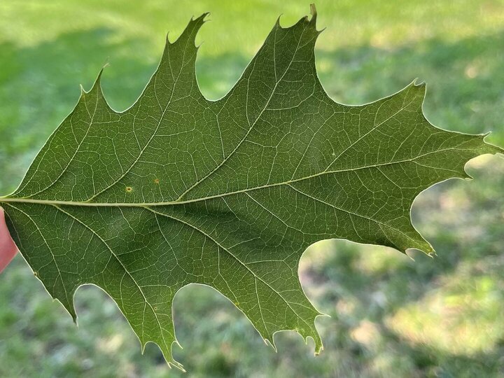 red oak leaf