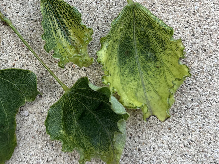 redbud herbicide crop