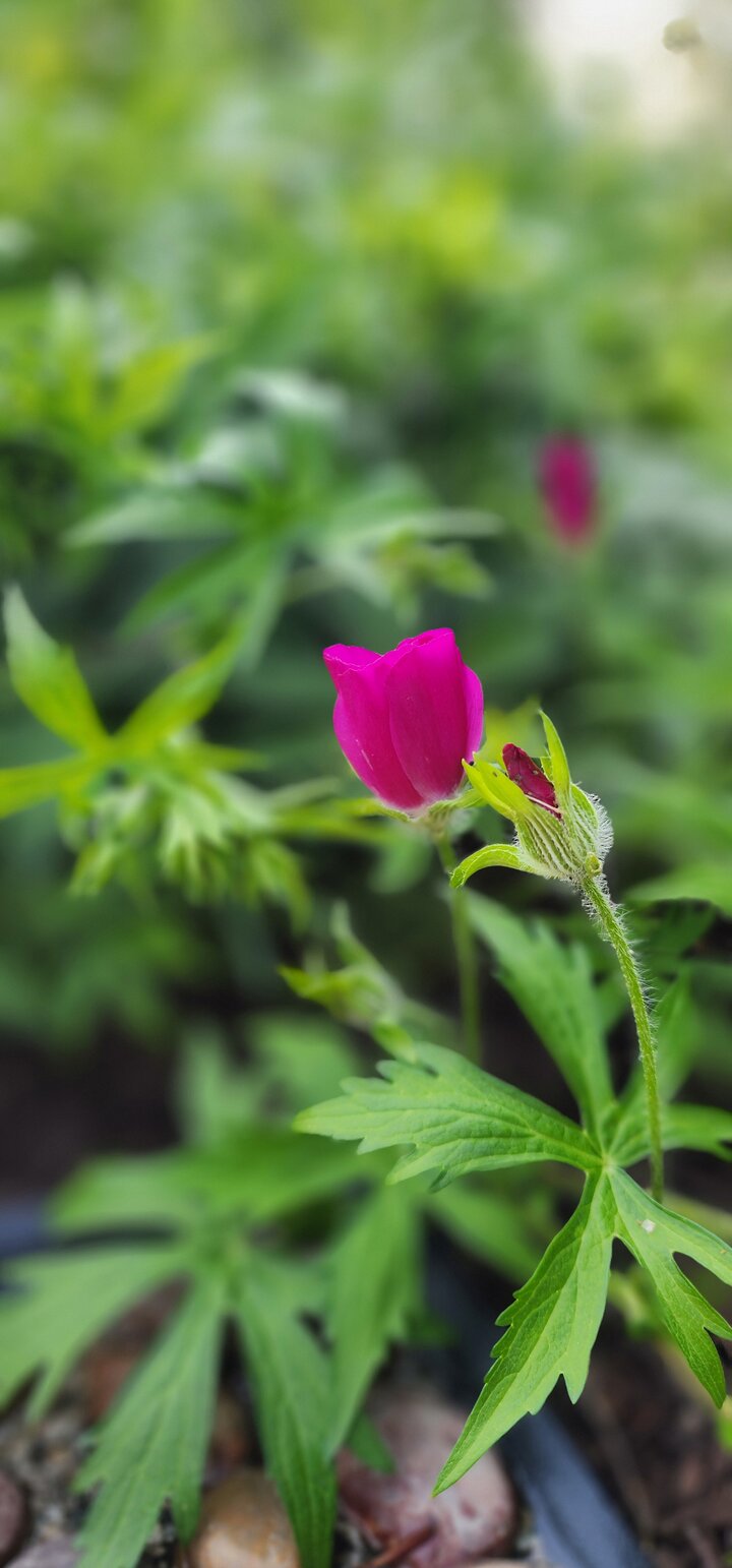 Purple Poppy