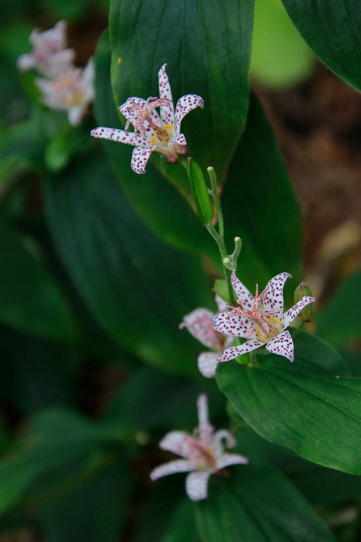 Toad Lily (Tricyrtis hirta, T. formosana)