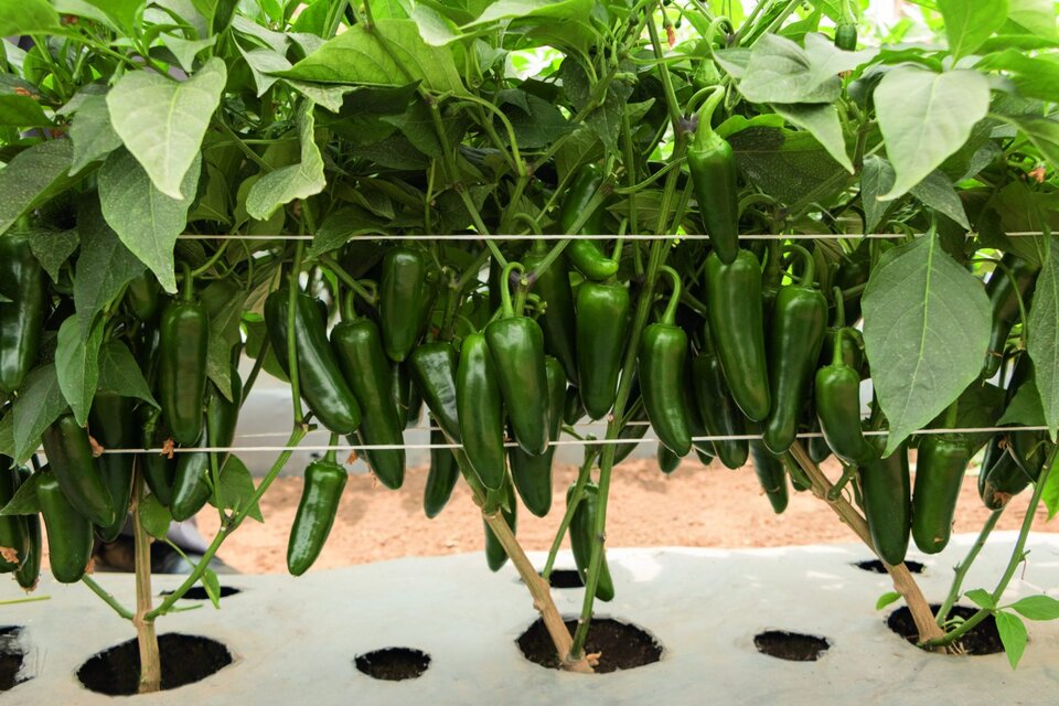 Jalapeño pepper