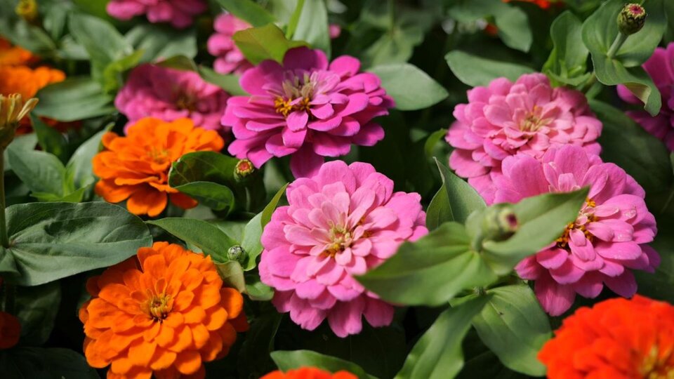 A close-up of blooming zinnias with layered flowers in shades of pink and orange surrounded by green foliage.