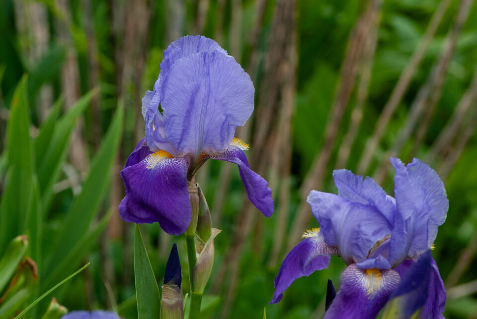 Purple irises in bloom with green foliage in the background.