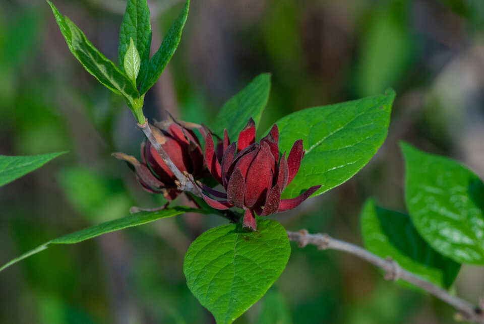 Dark red flower with pointed petals surrounded by vibrant green leaves in a natural setting.