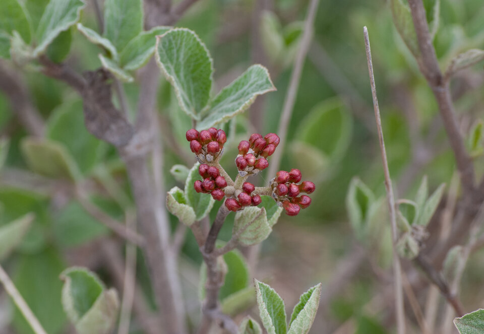 Cluster of red flower buds on ‘Baby Spice’ Koreanspice viburnum (Viburnum carlesii ‘Baby Spice’) on April 8th, 2026 in eastern Nebraska.