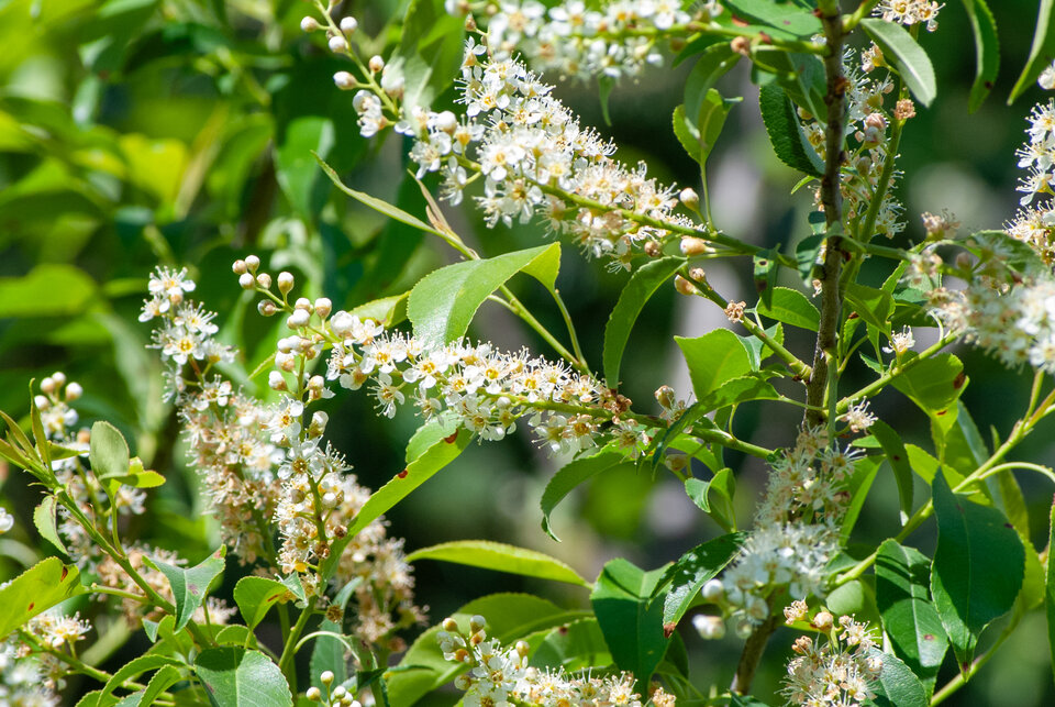 White blossoms and green leaves on a shrub in bright sunlight.