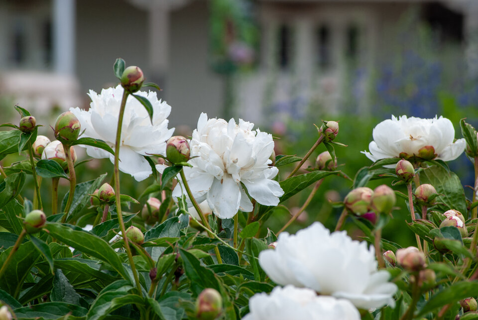 White peonies blooming in a lush green garden with a house softly blurred in the background.