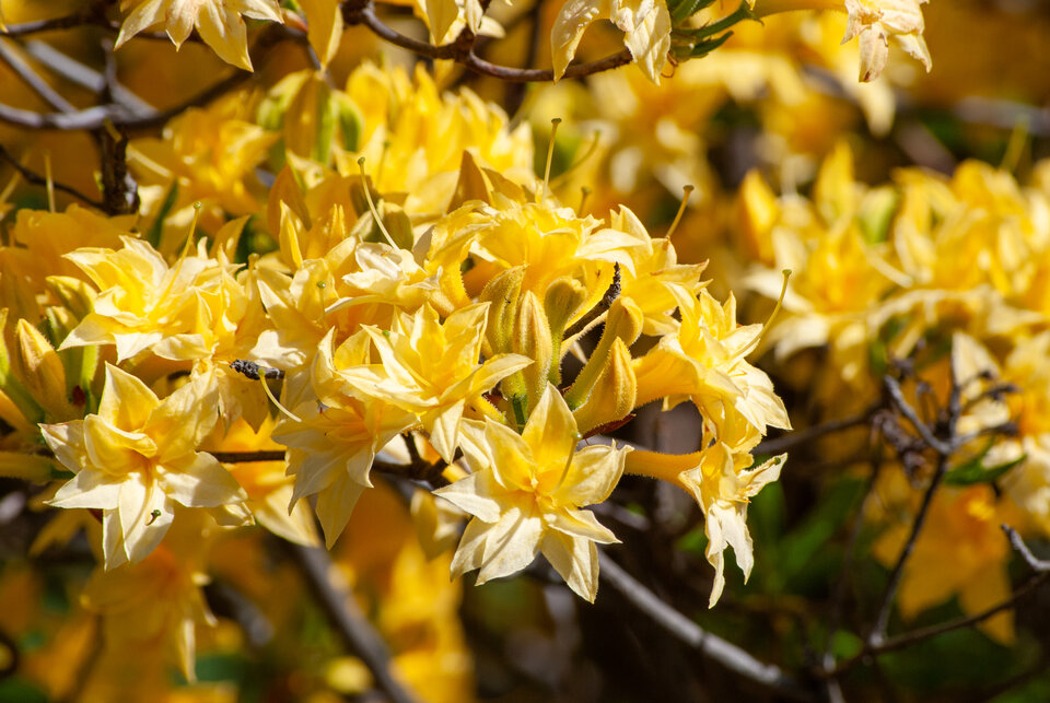 Yellow flowers in full bloom on a bush, with sunlight highlighting their vibrant petals.