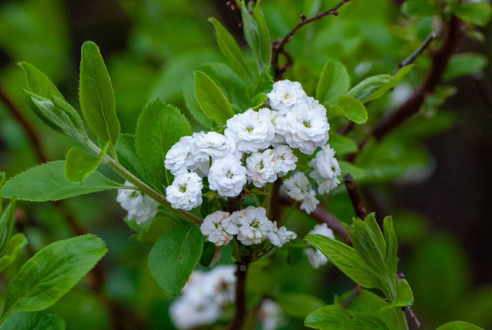 White blooms with layered petals surrounded by vibrant green leaves on a shrub.