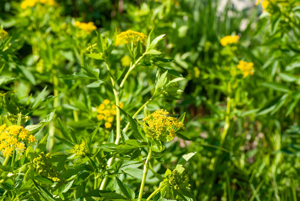 Yellow wildflowers and lush green leaves in sunlight.