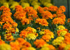 African marigolds with large orange and yellow flowers and dark green foliage