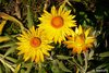 Bright golden yellow strawflower blooms
