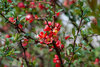 Bright red flowering quince (Chaenomeles speciosa) blossoms emerging along woody stems in early spring.