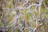 Twisting branches with hanging catkins and emerging green leaves.
