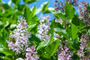 Lilac flowers blooming among vibrant green leaves under a bright blue sky.
