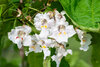 White catalpa flowers with purple and yellow patterns bloom among lush green leaves.